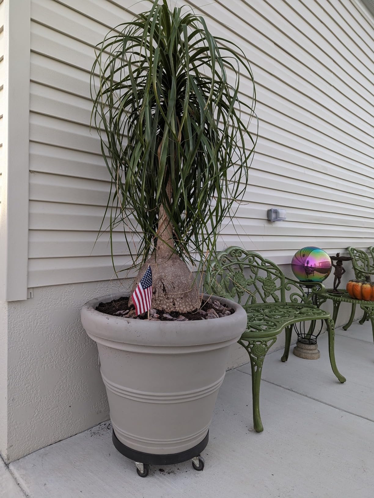 Crescent Garden Brunello Classic Rolled Rim Planter, Indoor/Outdoor Weather-Safe Round Plant Pot, Large Plastic Flowerpot for Flowers, Faux Plants, Trees - 27'' W (Terracotta Color) customer photo 2