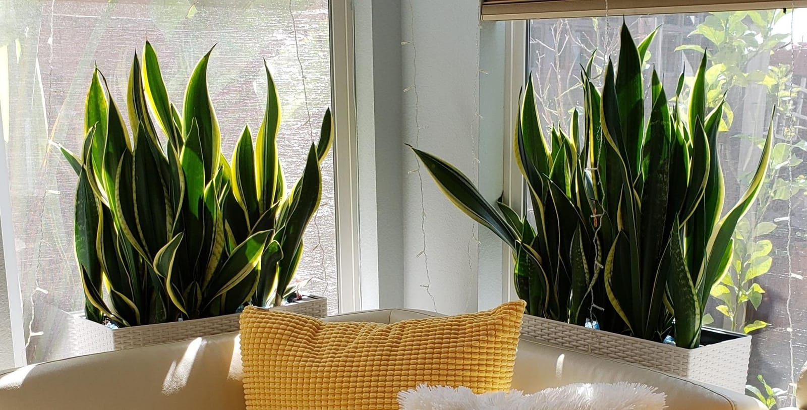 Lechuza BALCONERA Cottage 50 Mocha, Self-Watering Window Box (Railing Planter), H7.5 L19.7 W7.5 in customer photo 1