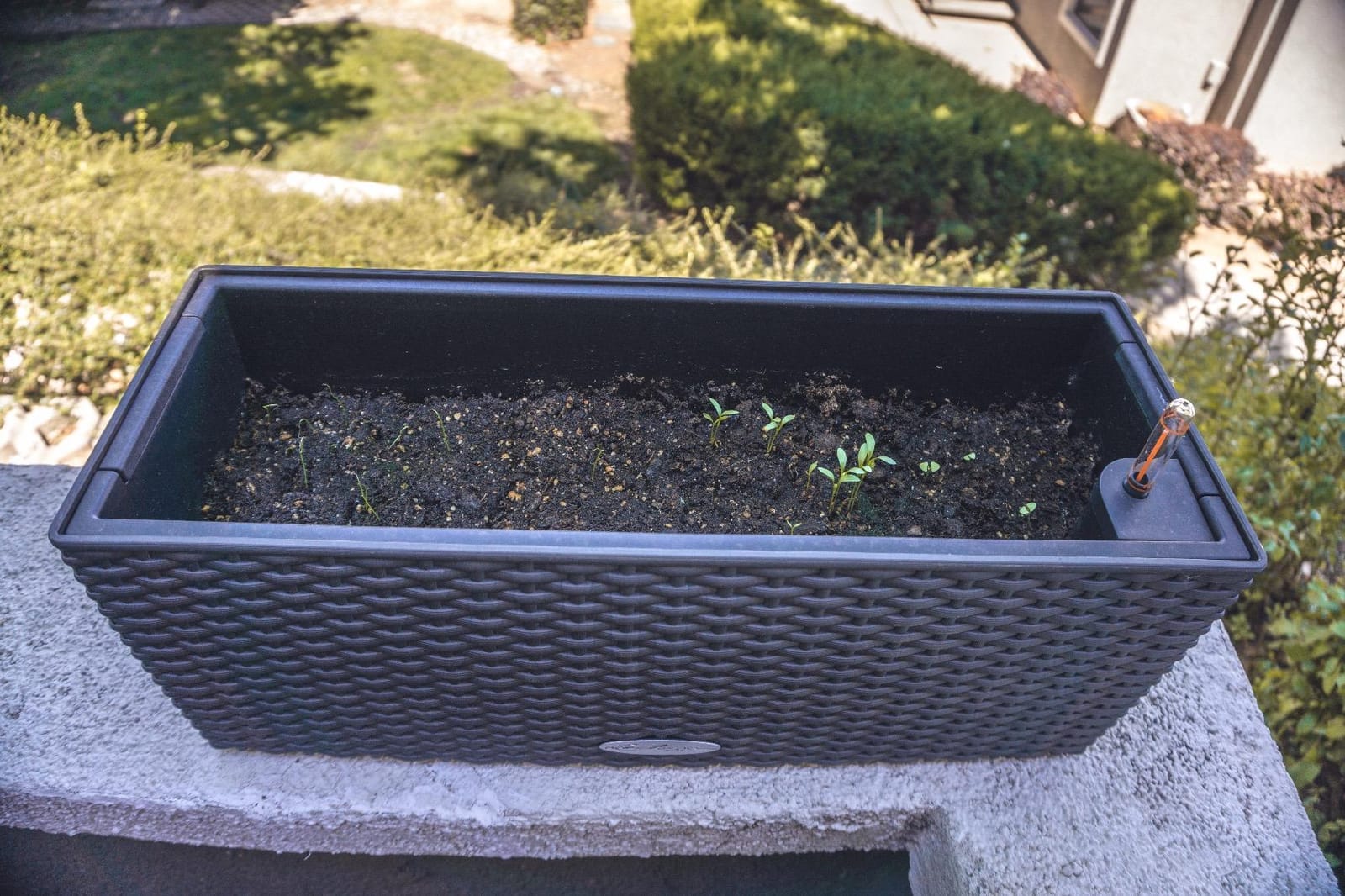 Lechuza BALCONERA Cottage 50 Mocha, Self-Watering Window Box (Railing Planter), H7.5 L19.7 W7.5 in customer photo 2