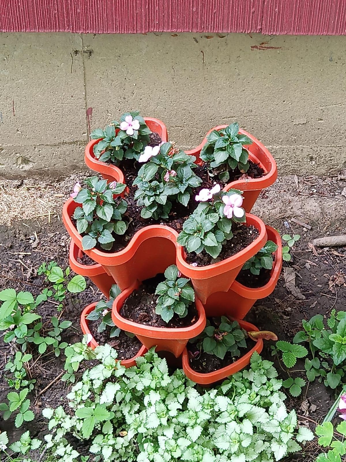 5 Tier Stackable Strawberry, Herb, Flower, and Vegetable Planter - Vertical Garden Indoor/Outdoor customer photo 1