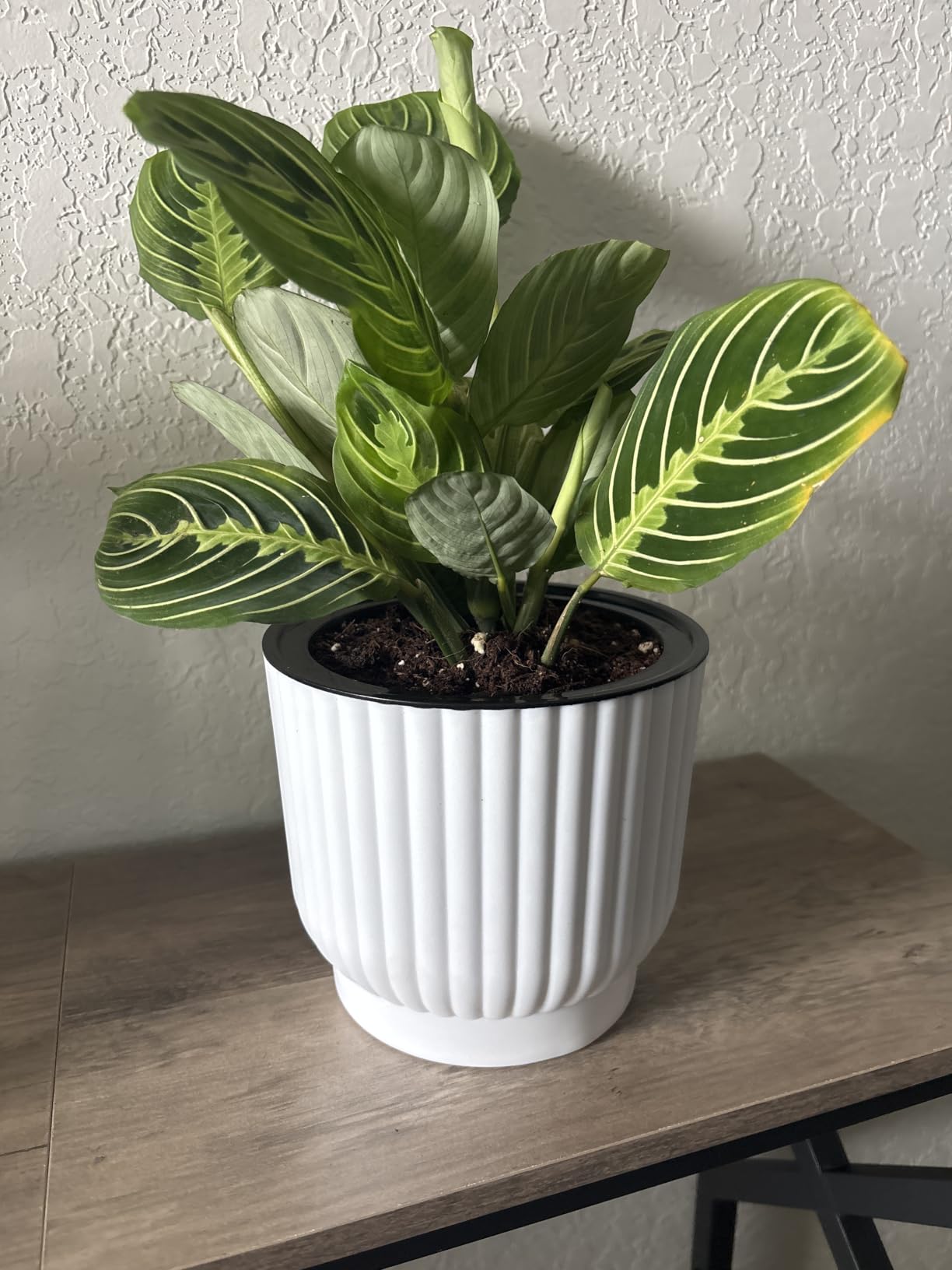 T4U Self Watering Pots for Indoor Plants, 6 Inch 6 Pack Planter White customer photo 1