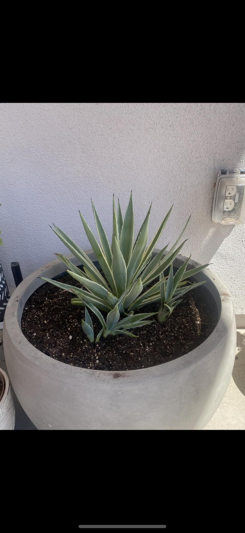 Kante Large Round Bowl Charcoal Concrete Planter 20