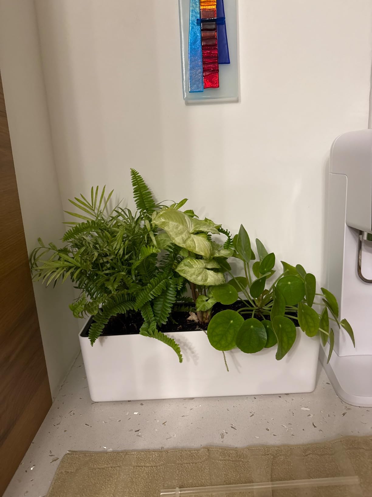 Fasmov 2 Pack Rectangle Self Watering Planter with Water Level Indicator, 16x 5.5 Inch Window Gardening Box, Decorative Planter Pot for All House Plants Flowers Herbs, Decorative Planter Pot customer photo 1