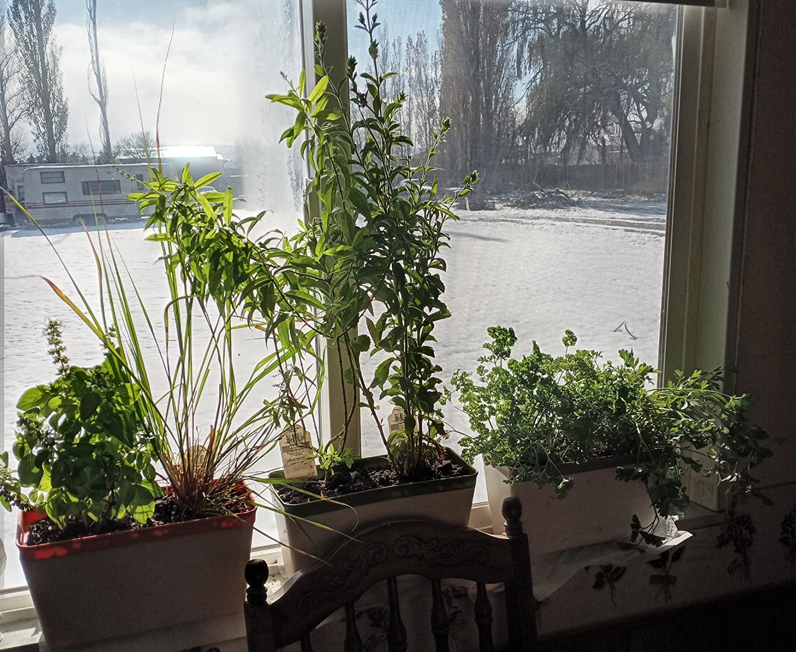 OurWarm Windowsill Herb Planter Box Indoor Set of 3, 10.5 Inch Self Watering Planter Pots with Visual Water Level Window, Modern Plastic Plant Pots for Herbs, Vegetables, Succulents Plants customer photo 2