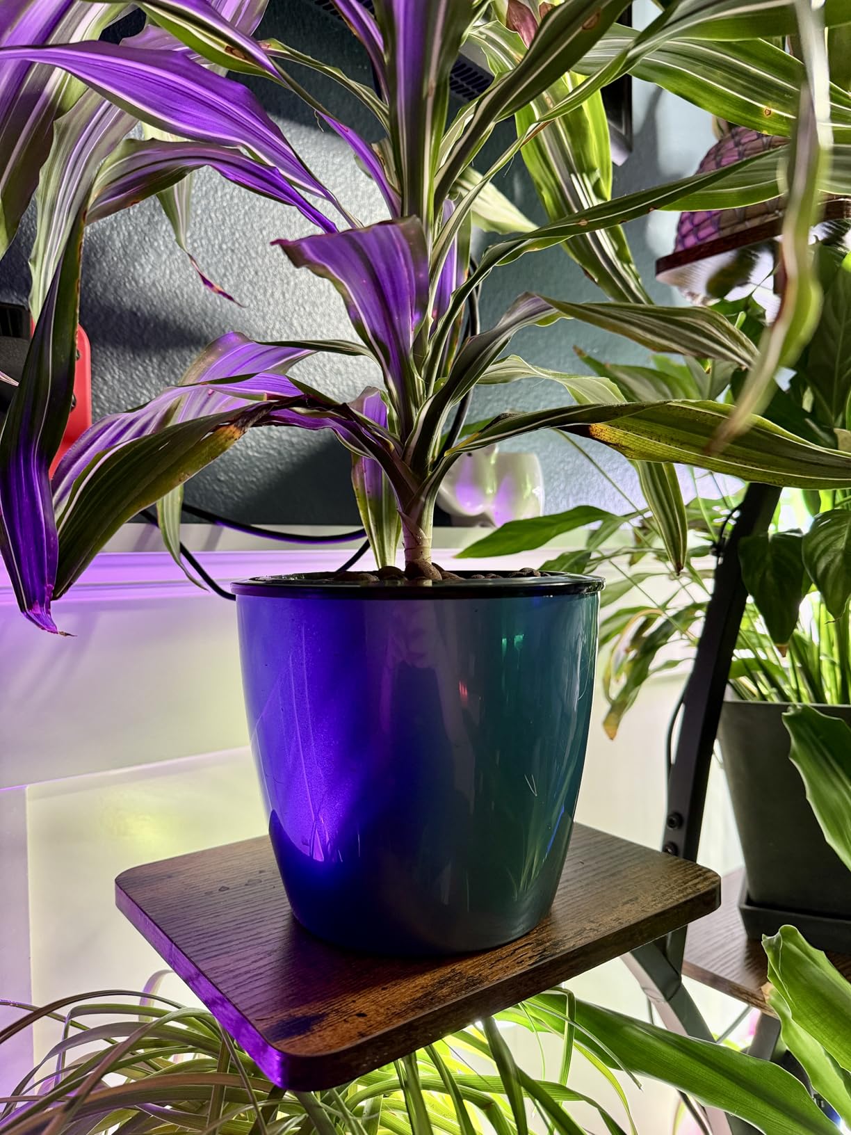 Planterhoma 5 Inch Self Watering Pots for Indoor Plants, 6 Packs African Violet Pots with Indicator, Black Wick Pot with Drainage Holes, Self Watering Planters for Orchid, Devil's Ivy, White customer photo 2