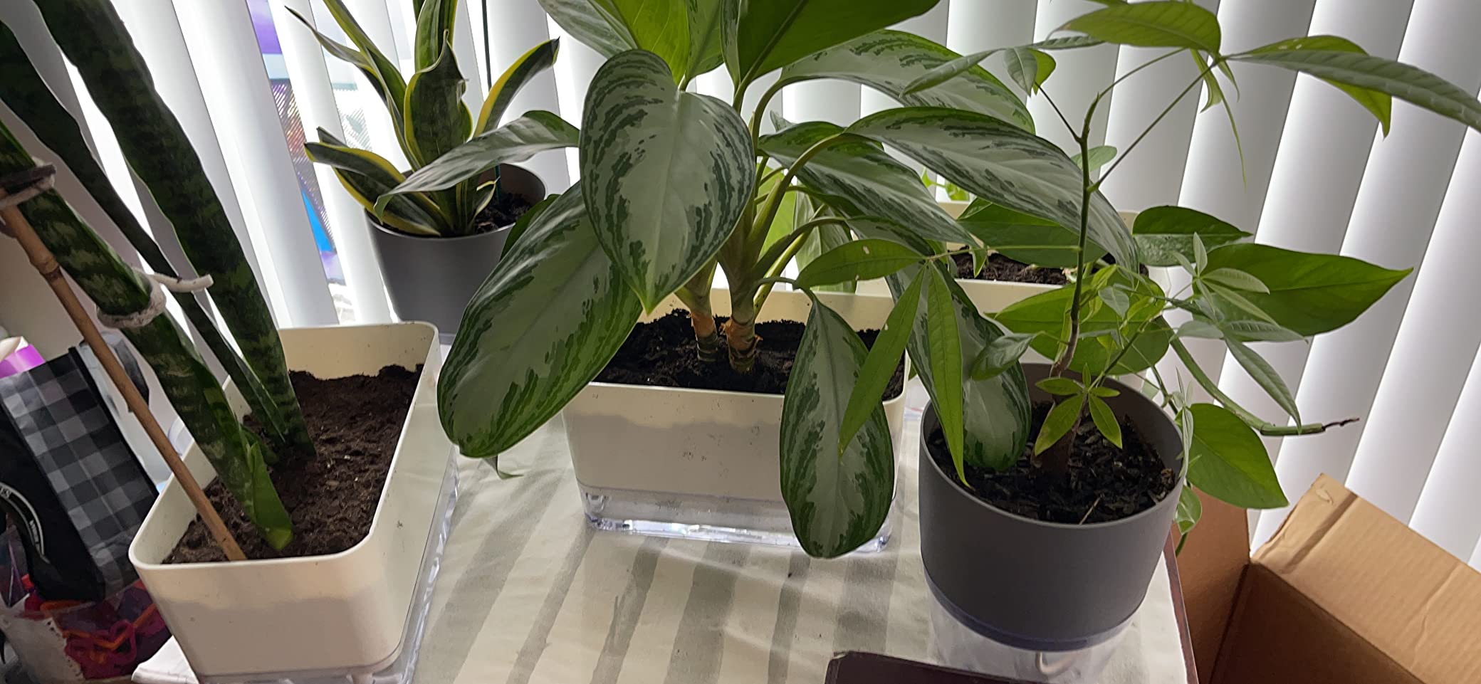 Planterhoma Self Watering Plant Pots for Indoor Plants 7 inch, 4 Packs Rectangle Self-Watering Planters with Drainage Hole, White African Violet Pots for Devil's Ivy, Spider Plant, Orchid, Herb customer photo 2