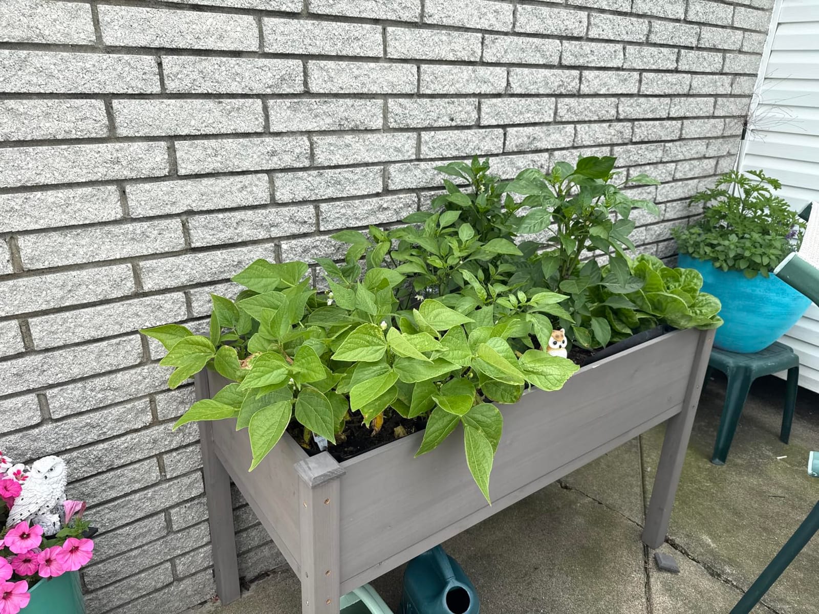 48×24×30 Raised Garden Bed with Legs, Cedar Wood Elevated Planter Box customer photo 1