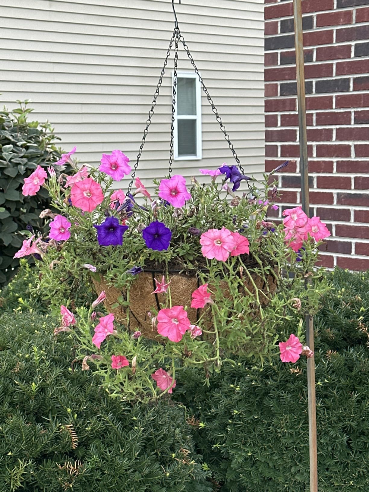 ZeeDix 2 Pack 14 Inch Hanging Baskets for Plants Outdoor, Metal Wire Round Planters with Coco Liner, Hanging Flower Baskets for Home Garden Porch Balcony Railings Decor customer photo 2