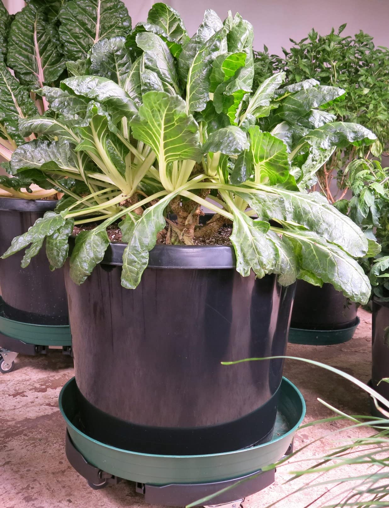 sanyi Plant Caddy with Wheels Heavy Duty, 15-21