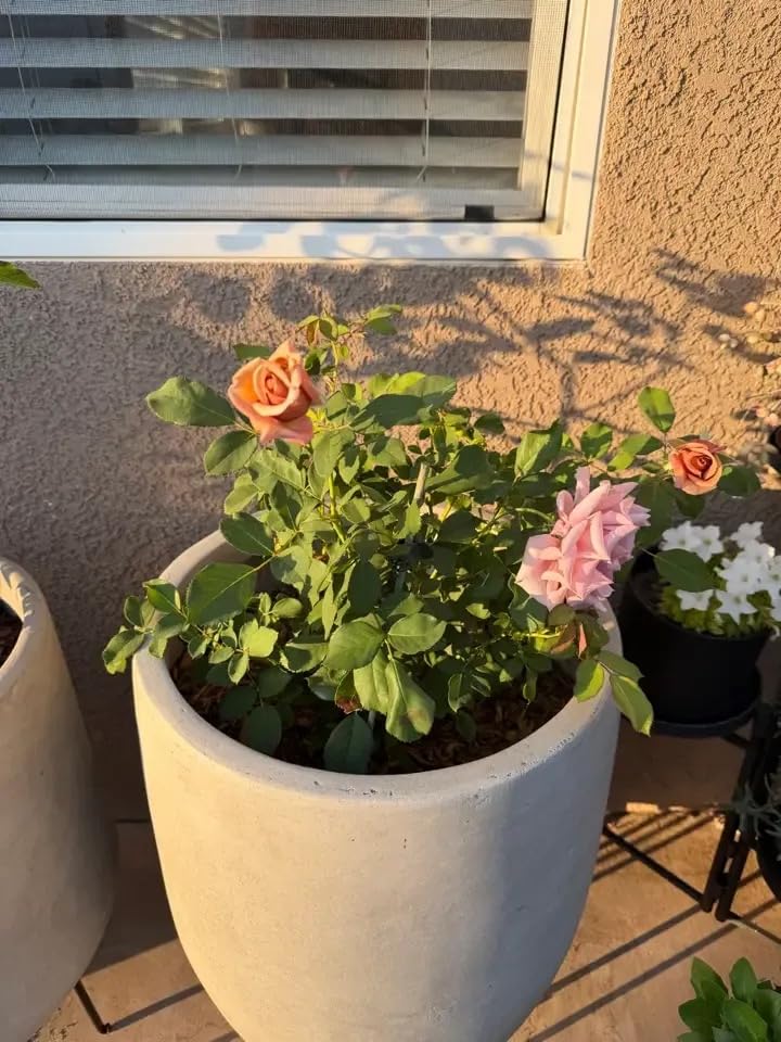 Kante Tall Concrete Planter, 21.7