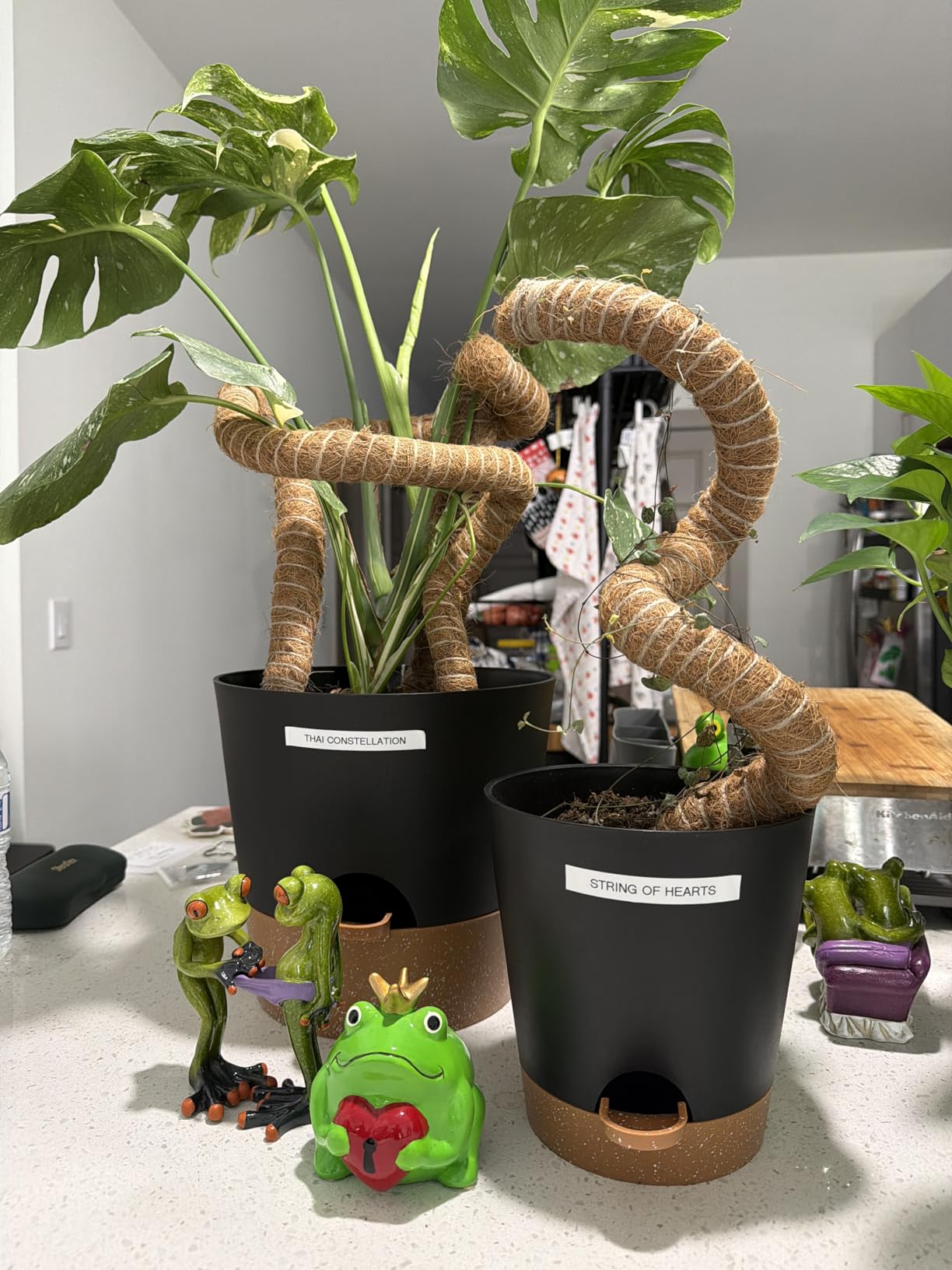 YNNICO Indoor Self Watering Planters with Drainage Holes and Saucers, 8, 7, 6.5, 6, 5.5, 5 Inches, Green, 6 Pots. customer photo 2