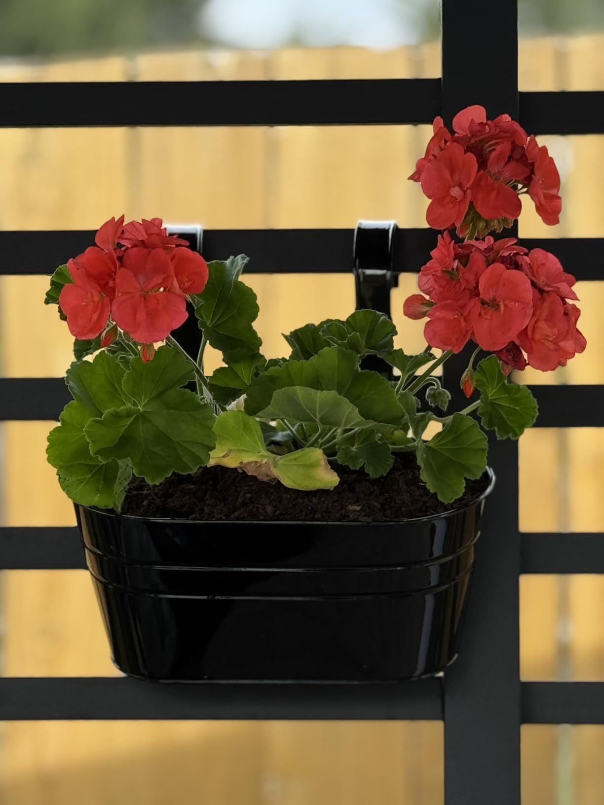 Hanging Planters, 10.6