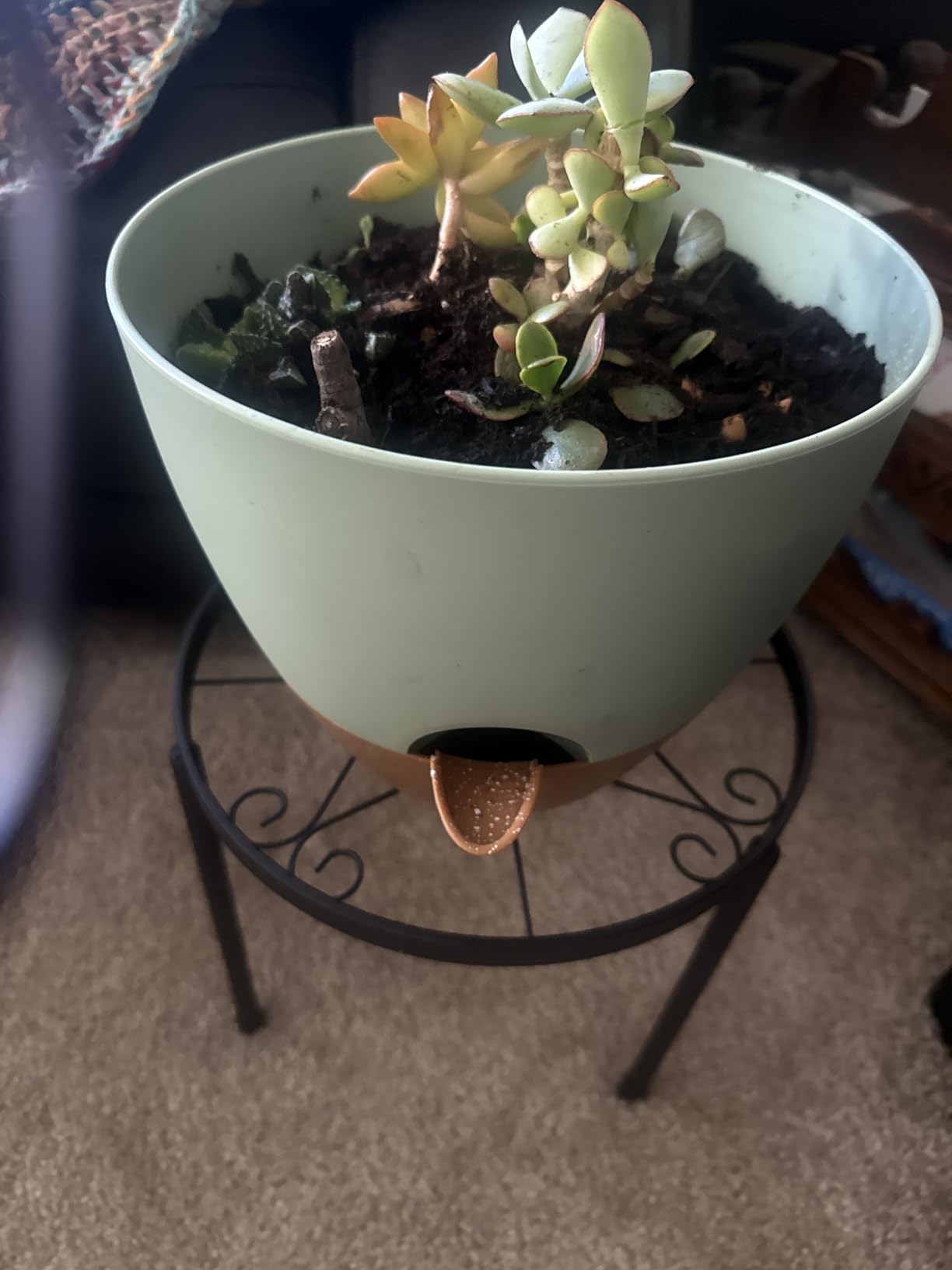 QRRICA Plant Pots 10/9/8/7.5/7 Inch Self Watering Pots, Set of 5 Plastic Planters with Drainage Holes and Saucers,Plastic Flower Pots,Nursery Planting Pot for Indoor Out Door Plants(Green) customer photo 1