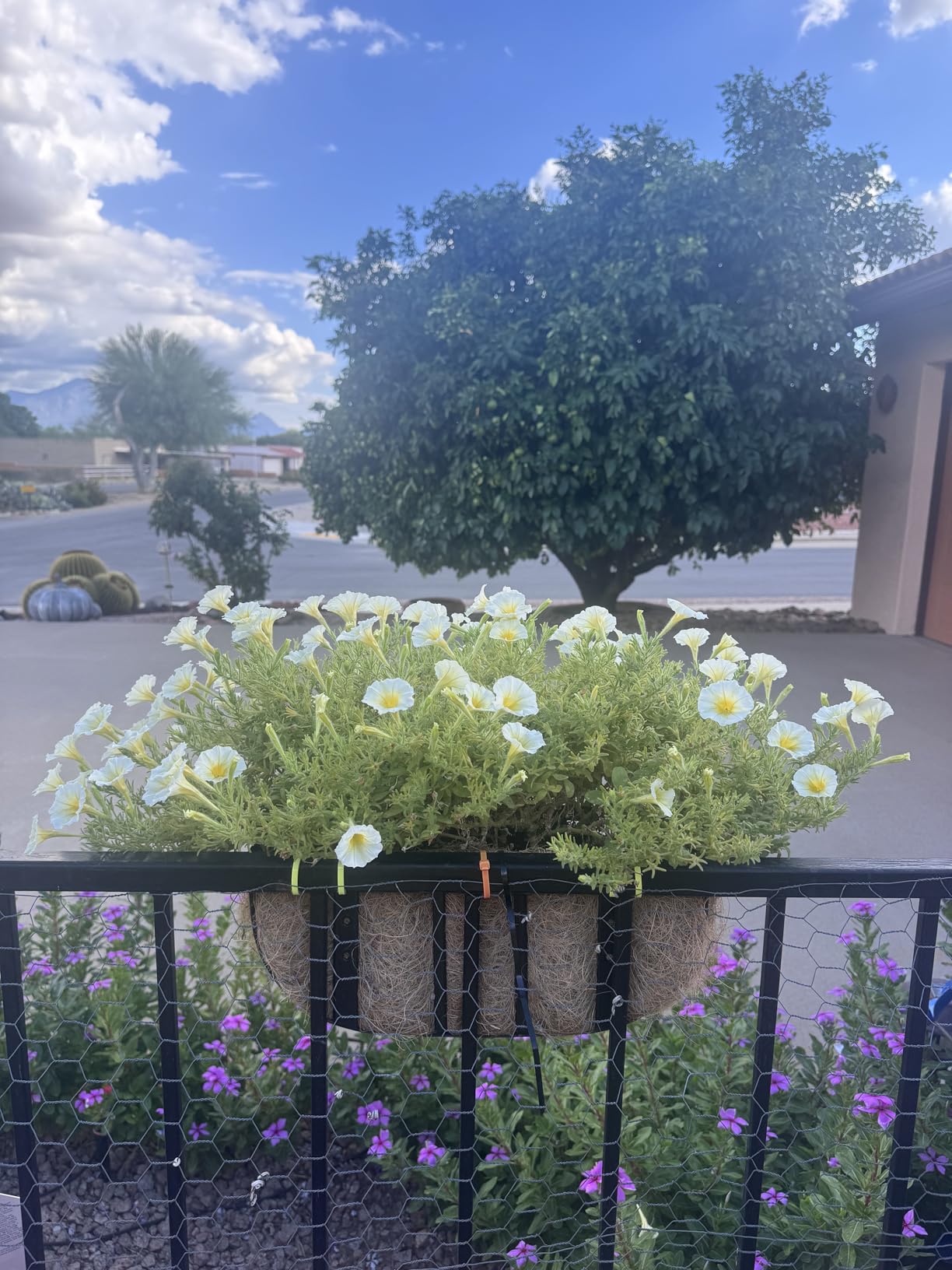 LaLaGreen Decorative Wall Planter (24 in, 6 Pack) Black Window Flower Boxes customer photo 2
