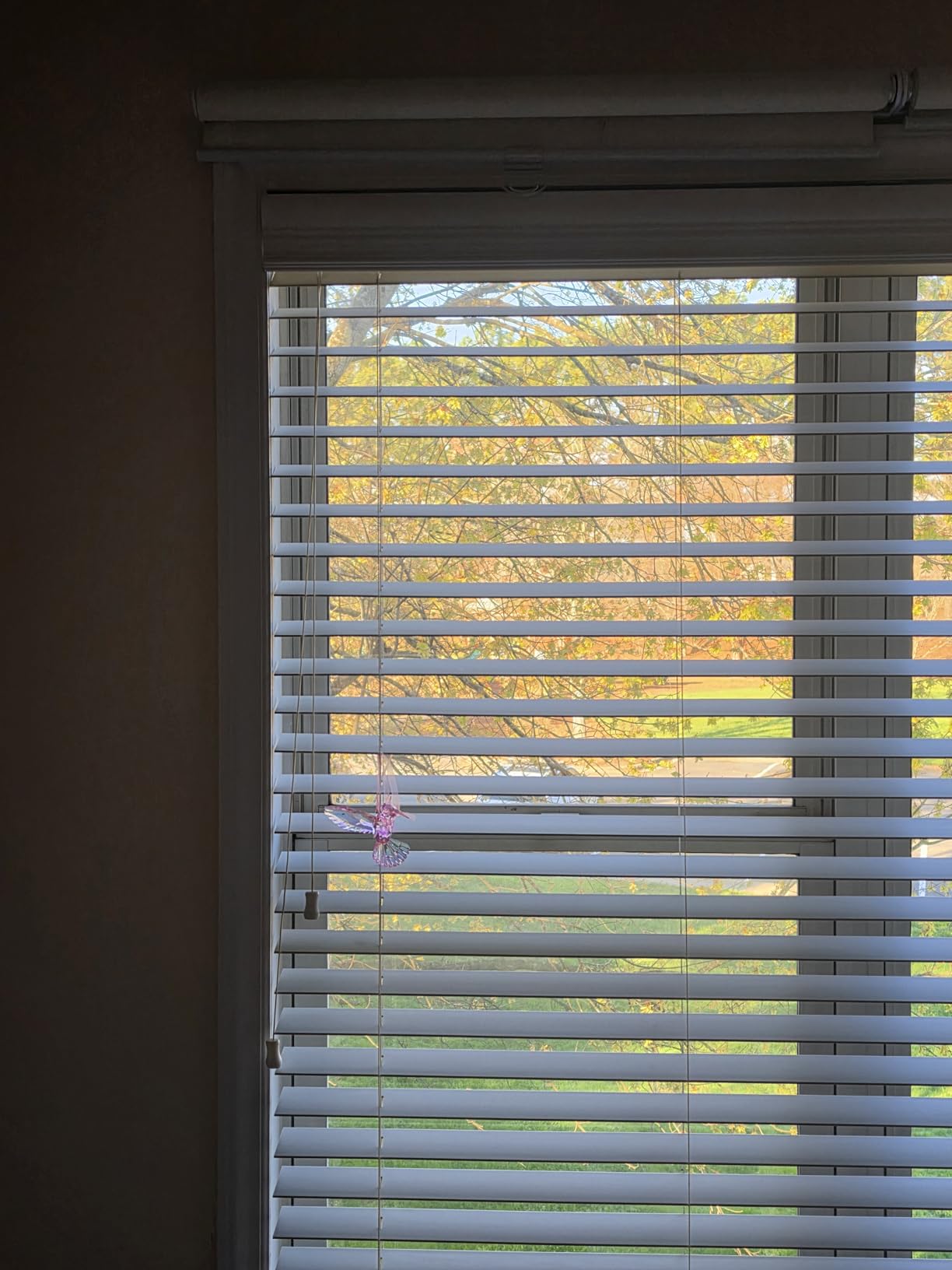 AOSKY Blackout Cordless Roller Shade for Indoor Windows, 29