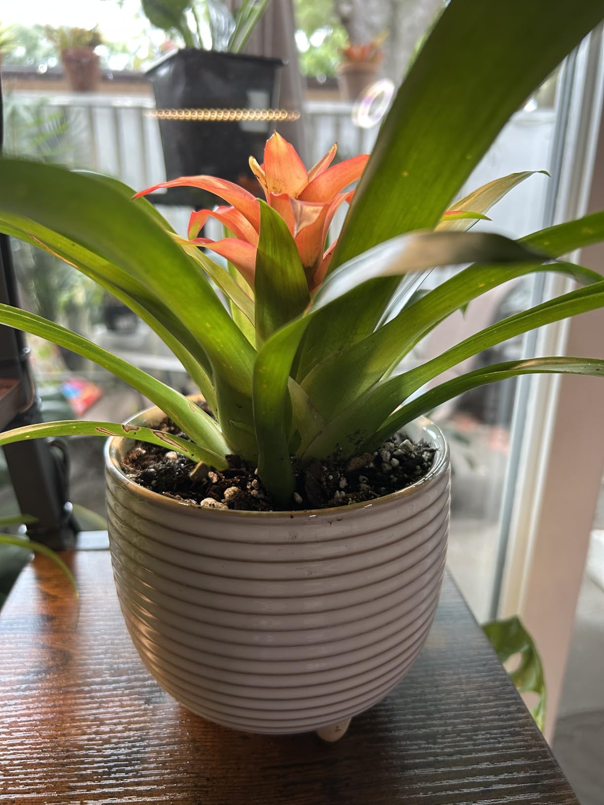 LE TAUCI Ceramic Plant Pots, 5.1 + 6.4 Inch Footed Pots for Plants, Modern Flower Pots for Home and Office, Indoor Planters with Drainage, Reactive Glaze White customer photo 2