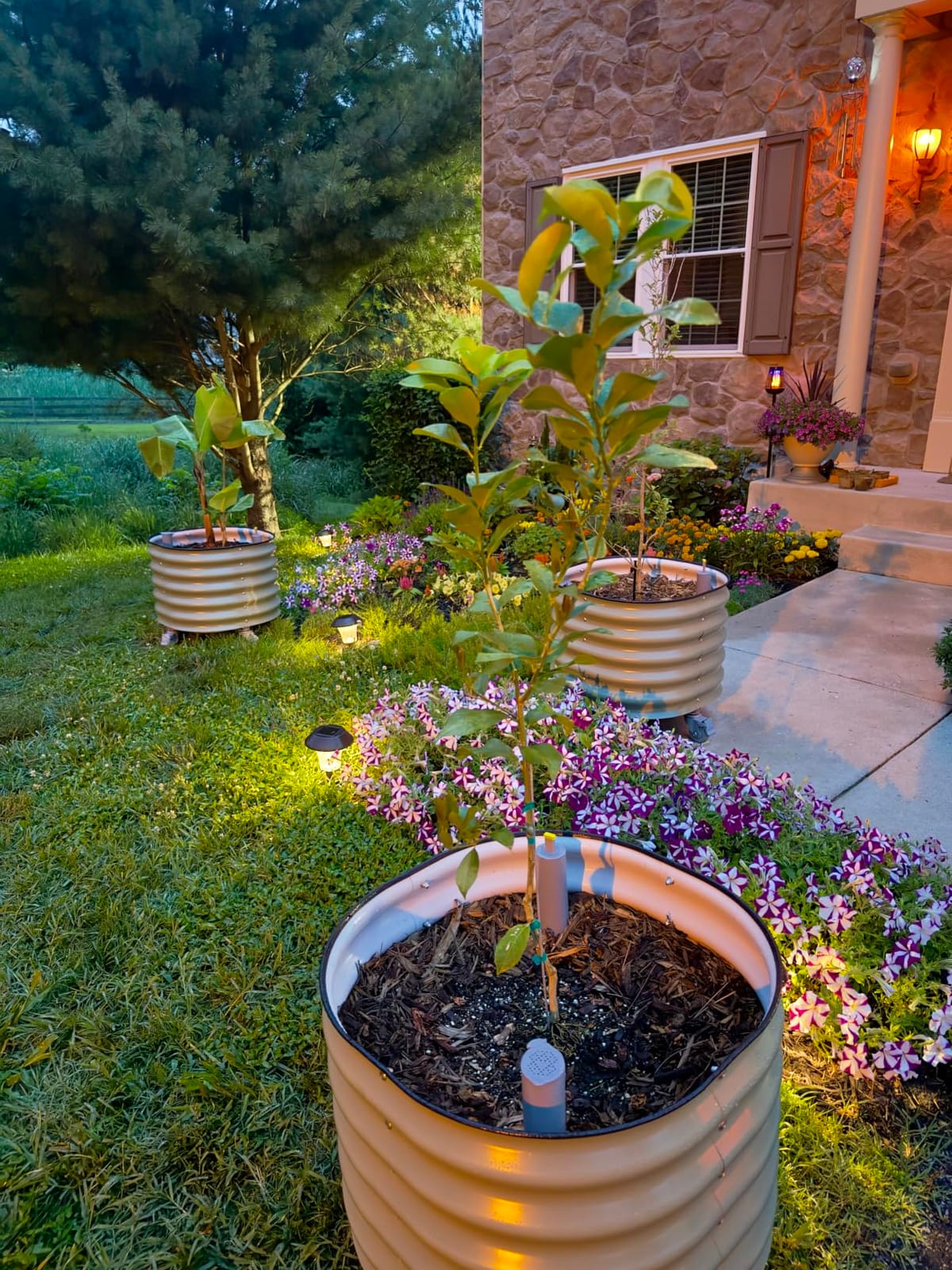Rolling Citrus Tree Planter Gen 3, Self-Watering 24” Wide Round Large Plant Pots for Lemon Trees Tomatoes Flowers, Raised Garden Beds with Wheels for Outdoor Patio Porch, 30 Gallon, Olive Green customer photo 1