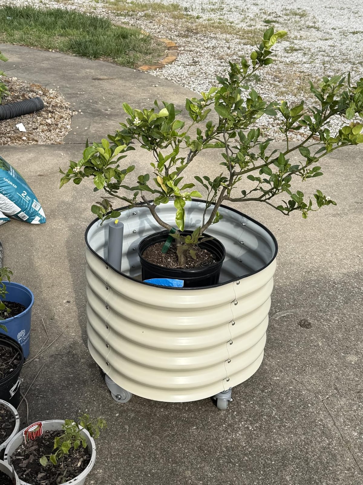 Rolling Citrus Tree Planter Gen 3, Self-Watering 24” Wide Round Large Plant Pots for Lemon Trees Tomatoes Flowers, Raised Garden Beds with Wheels for Outdoor Patio Porch, 30 Gallon, Olive Green customer photo 2