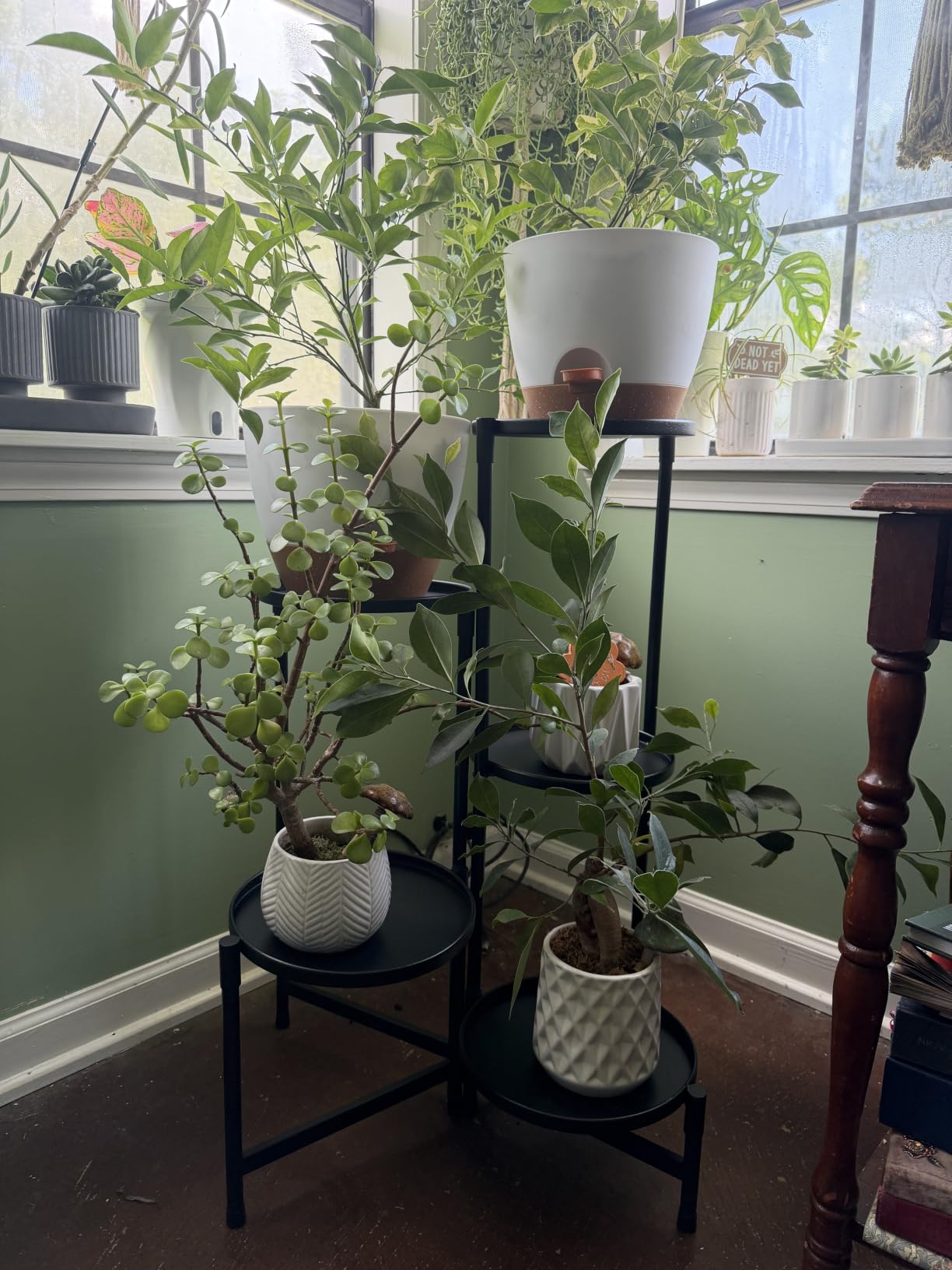 iDavosic.ly 6 Tier Large Plant Stand Indoor Outdoor, 10 In Wide Tray, Black customer photo 1