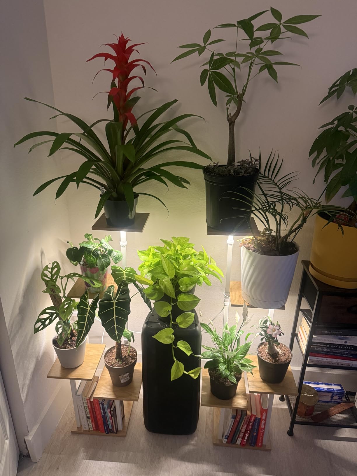 LATIBELL Plant Stand with Grow Light Indoor Plant Shelf, 2 Pack 6 Tier customer photo 1