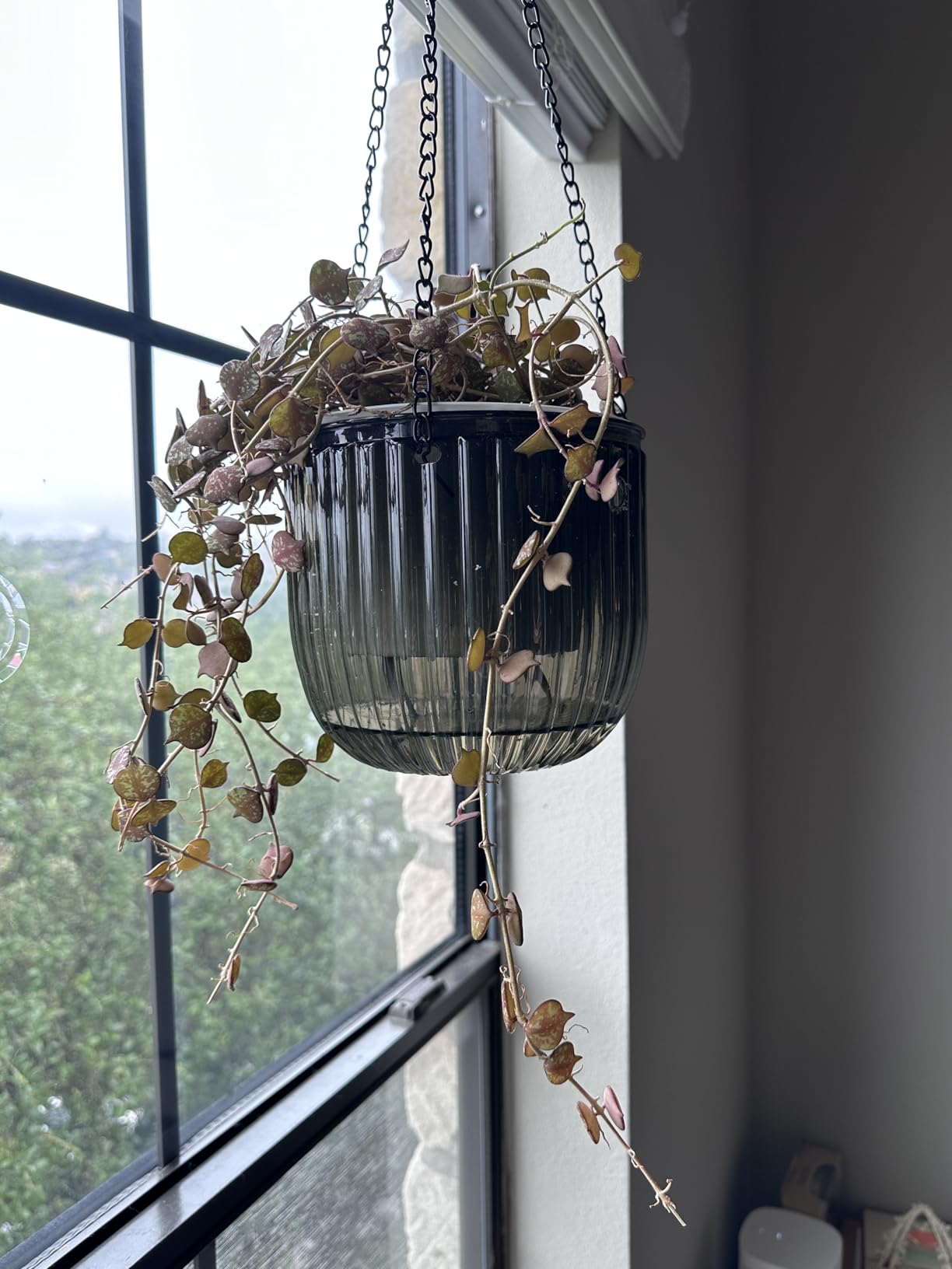 Melphoe 2 Pack Self Watering Hanging Planters Indoor Flower Pots, 5.3/8.3 Inch Outdoor Hanging Basket, Plant Hanger with 3Hooks Drainage Holes for Garden Home (Emerald) customer photo 2