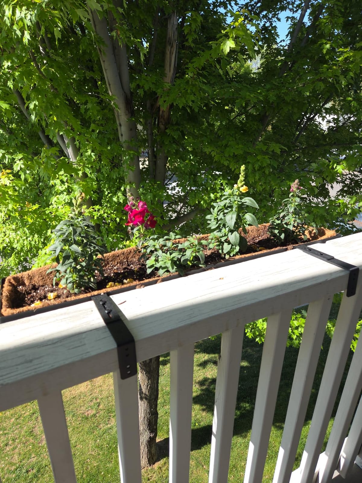 VOXOR Railing Planter Boxes, Heavy Duty Window Box Planters, Adjustable Balcony Planters for Railing Hanging, with Coco Liner for Deck, Porch, and Patio Gardening (2 Pack, 24 Inch) customer photo 1
