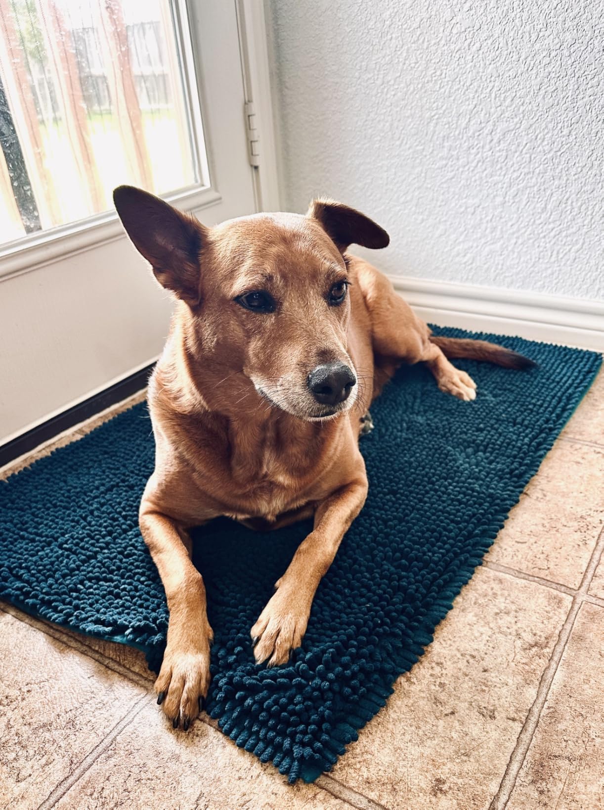 Muddy Mat® | Super Water Absorbent Door Mat Indoor, Microfiber Quick Dry Chenille Entryway Rug, Slip Resistant Front Door Mat, Indoor Mats for Entryway, Machine Washable Pet Rug, Black 24