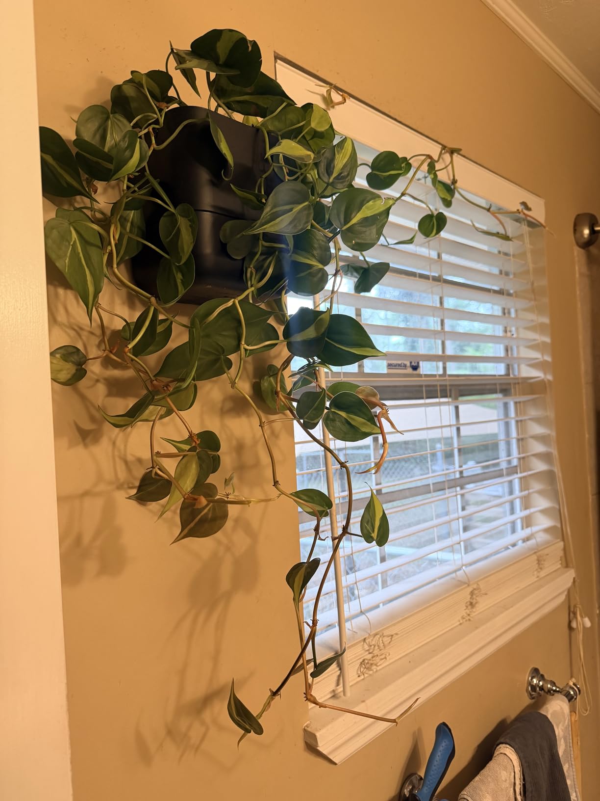Phoenix Vine 6.5 Inch Wall Mounted Self-Watering Planter Pots for Indoor Houseplants and Herbs | Hanging Planter for Window Sills, Bathroom Walls, Home & Office Décor, Oatmeal, Set of 3, 01-C-G-3 customer photo 2