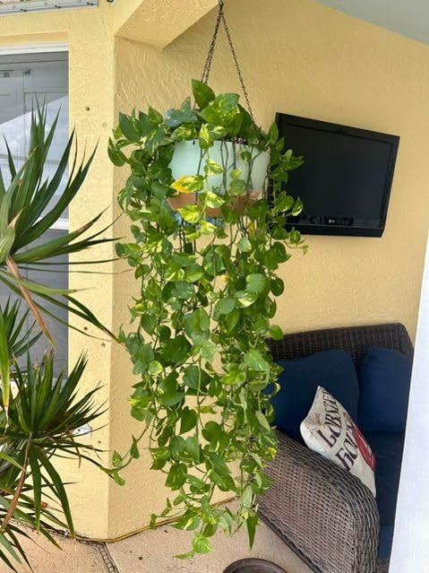 UOUZ 13 Inch 2 Pack Large Self Watering Hanging Planters for Indoor Outdoor Plants, Hanging Plant Pots with Removable 50 Oz Reservoir, Plastic Hanging Basket for Window Porch Garden Balcony, Black customer photo 2