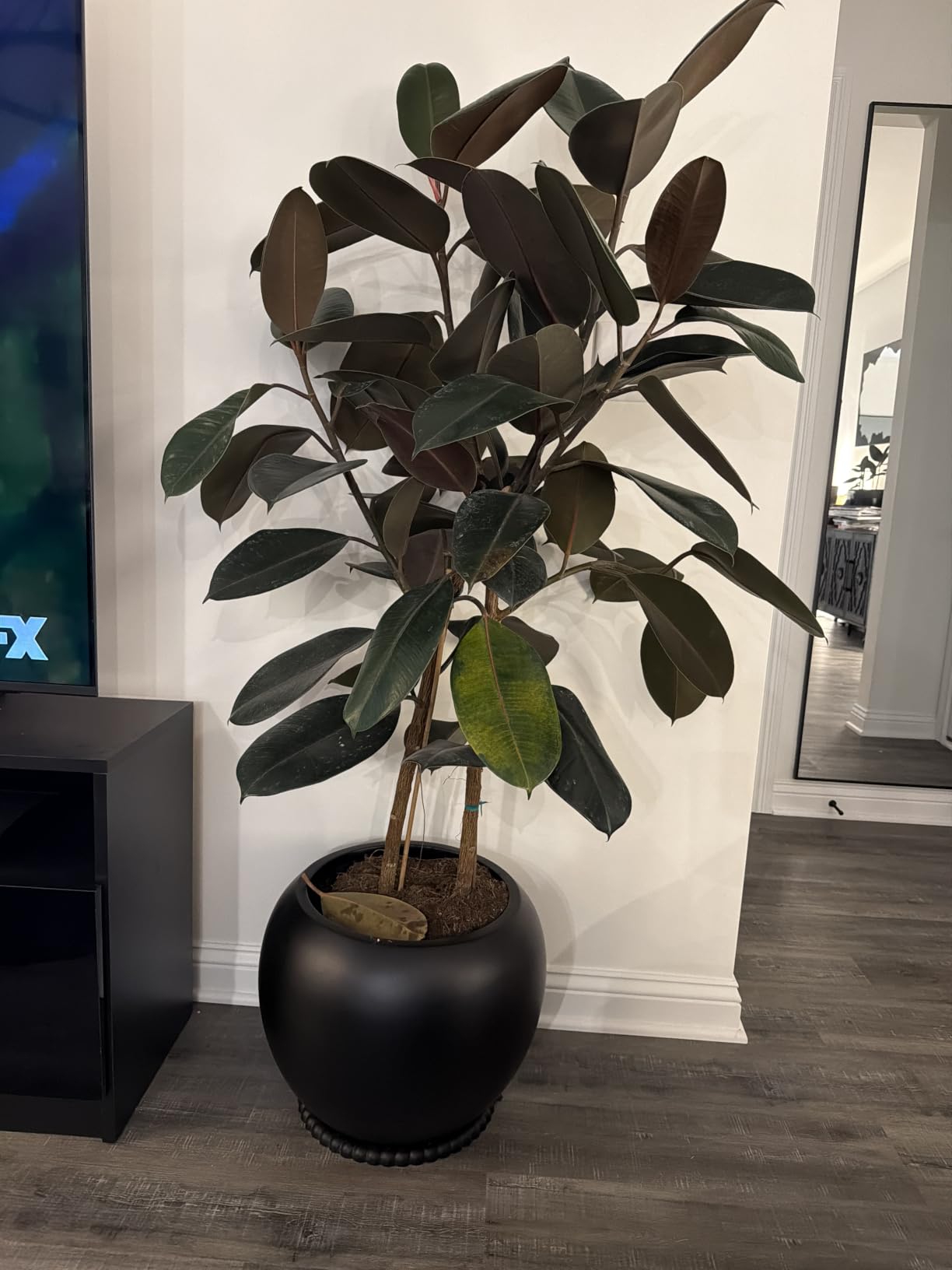 Wil&Vic89s Nova Round Fiberglass Planter 16.7H x21D Indoor Outdoor Black customer photo 2